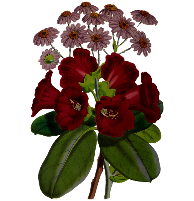Free flowers red flowers pink flowers illustration