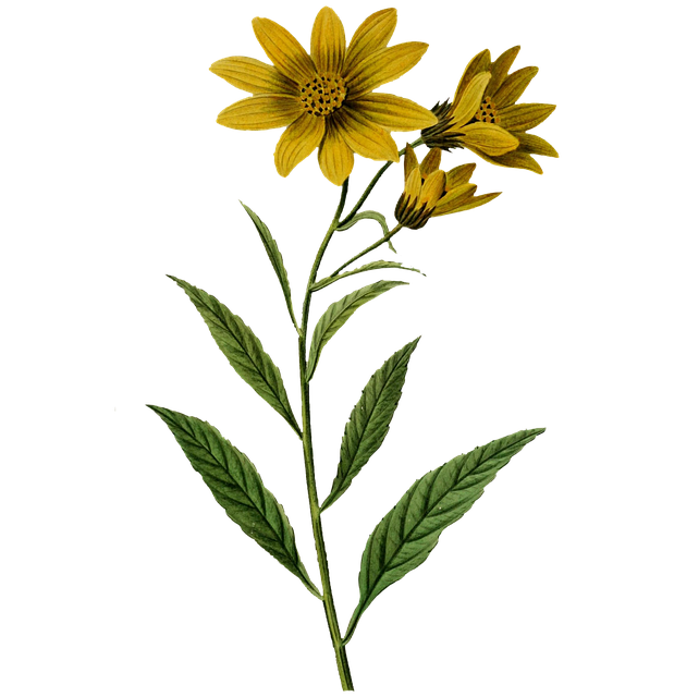 Free flowers yellow flowers plant illustration