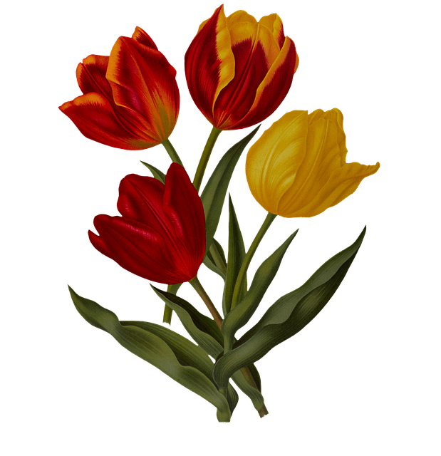 Free tulips flowers plant illustration