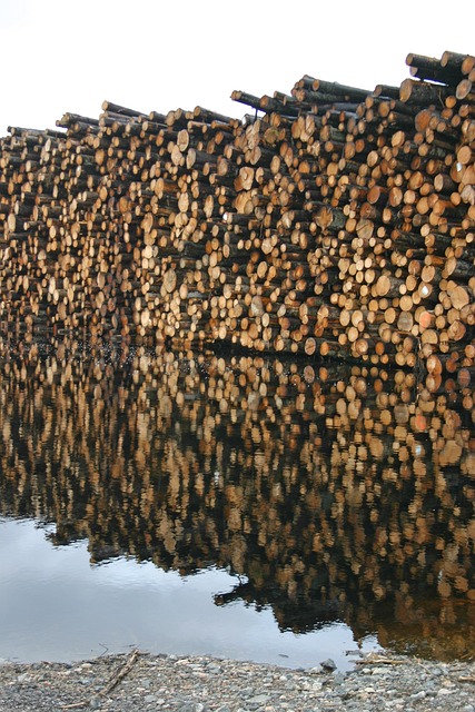 Free Logs Wood photo and picture