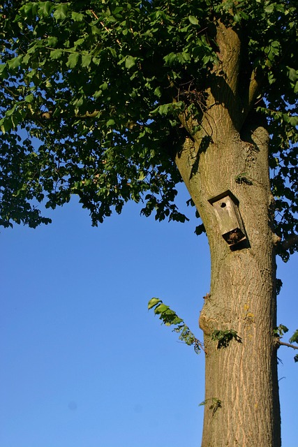 Free Birdhouse Tree photo and picture
