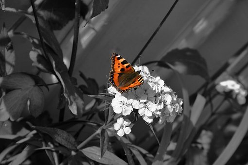 Free Butterfly Flowers photo and picture