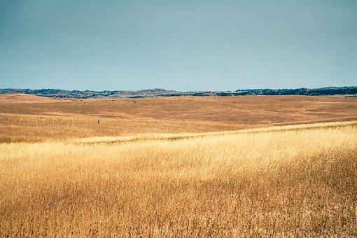 Free Landscape Wheat photo and picture