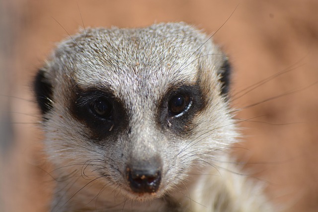 Free Meerkat Suricate photo and picture
