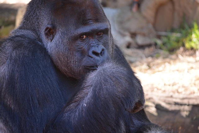 Free Gorilla Silverback photo and picture