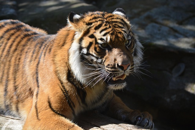 Free Tiger Big Cat photo and picture