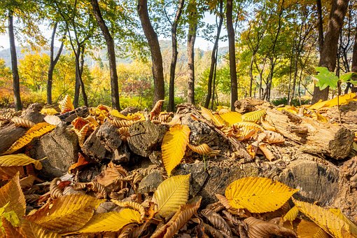 Free Autumn Bright photo and picture