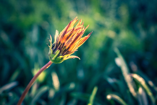 Flor, Pétalos, Madre, Hierba, Naturaleza