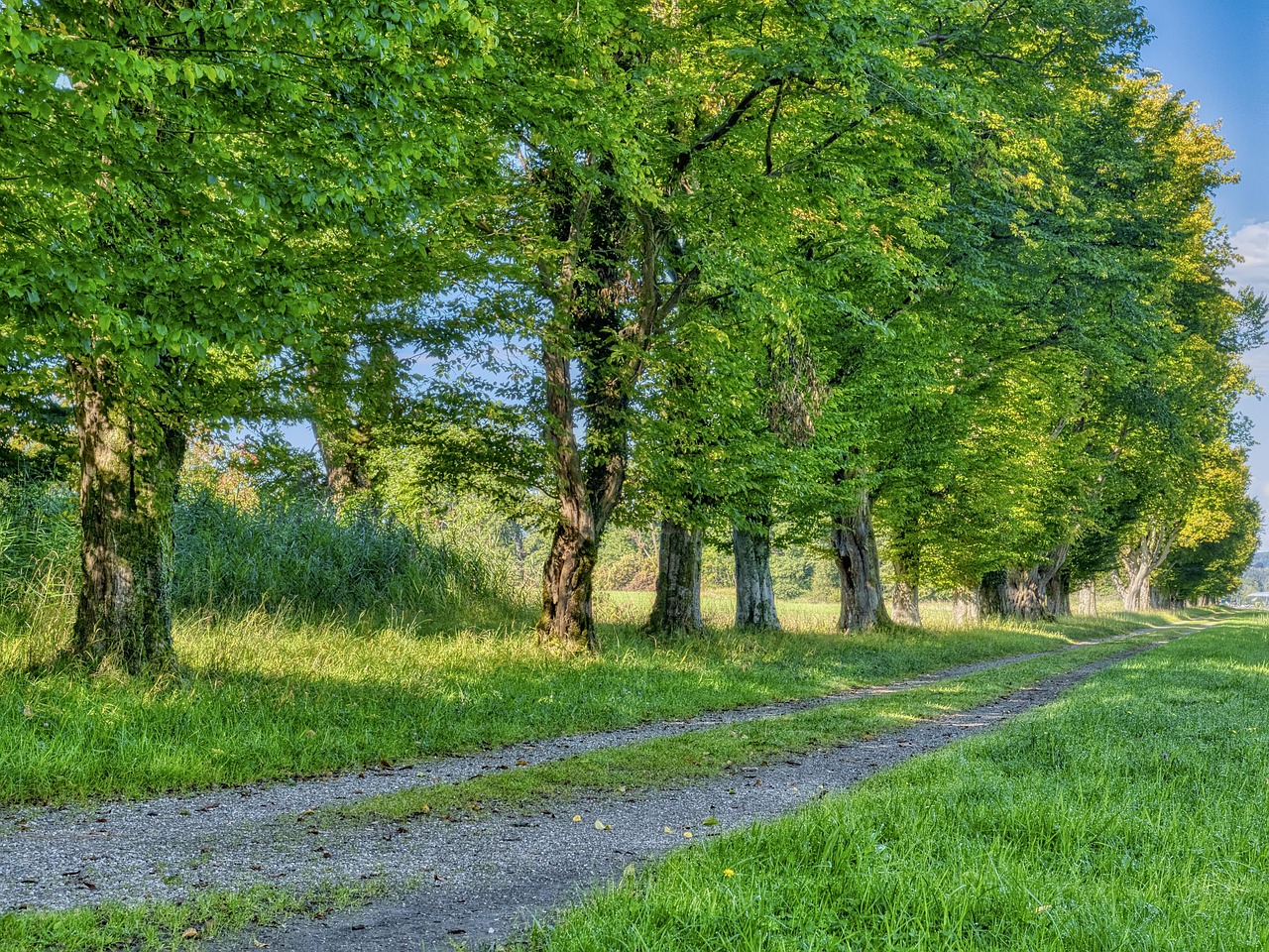 Tree Rows Hd Trees Row Of Path Dirt - Free photo on Pixabay - Pixabay