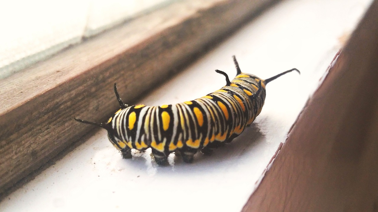 Worm Insect Caterpillar Free photo on Pixabay Pixabay