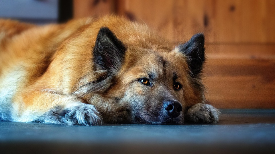 狗 犬类 国内的 - Pixabay上的免费照片