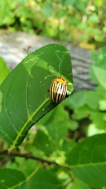 Gândac, Insectă, Gândac