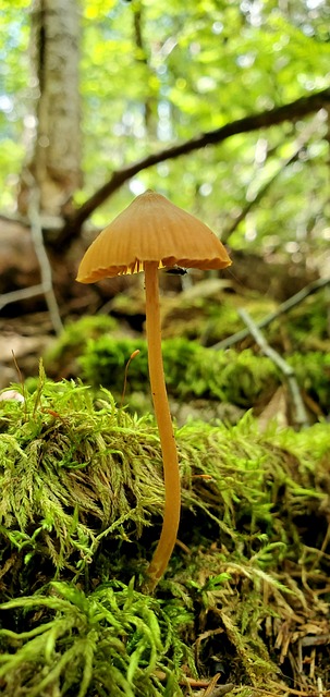 Ciupercă, Mușchi, Ciuperca, Natura