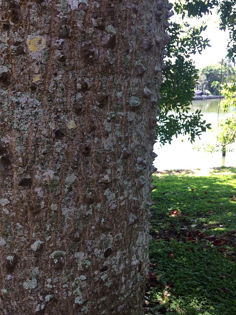 Free Bark Barnacle photo and picture