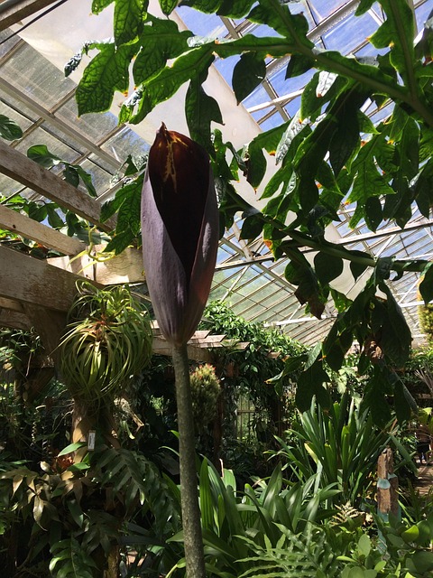 Free Black Lily Greenhouse photo and picture