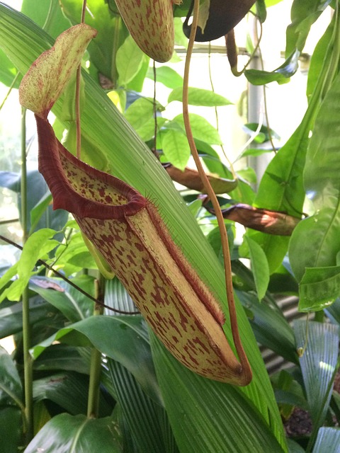 Free Pitcher Plant Flower photo and picture