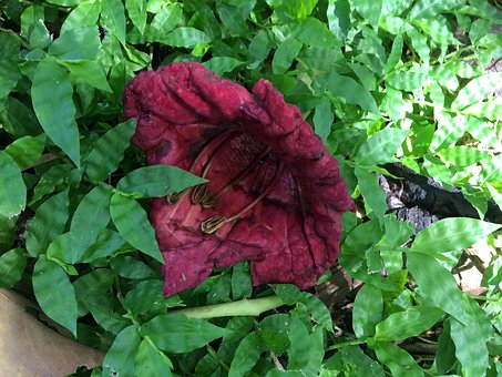 Free Red Silk Cotton Tree Flower photo and picture