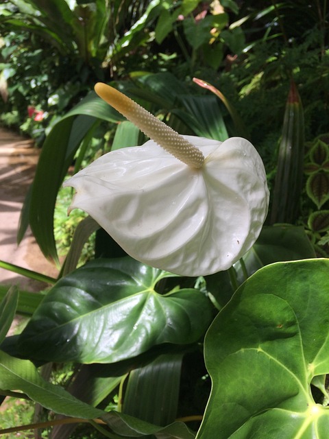 Free Anthurium Peace Lily photo and picture