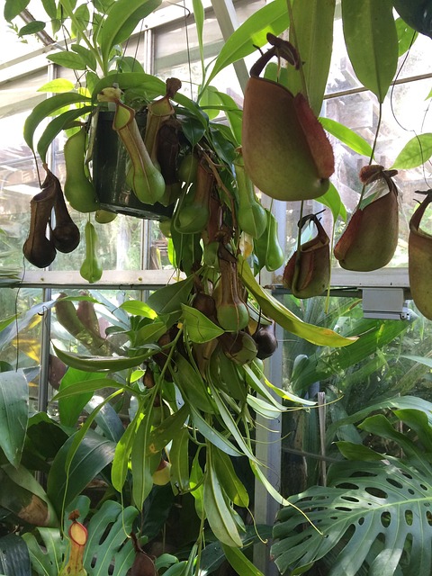 Free Pitcher Plant Flowers photo and picture