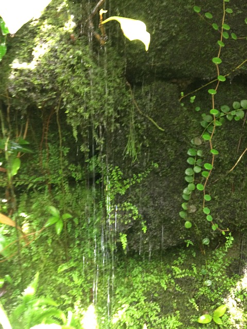 Free Waterfall Green photo and picture