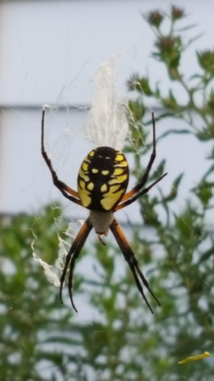 Spider Garden Arachnid - Free photo on Pixabay - Pixabay