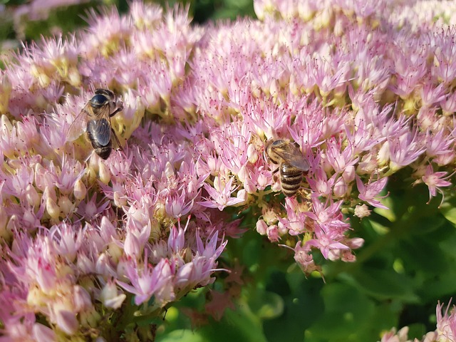 20+ Free Orpin & Nature Images - Pixabay