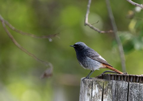 Free Bird Beak photo and picture