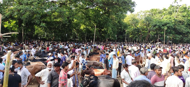 Free Animal Market photo and picture