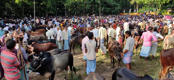 Free Animal Market photo and picture