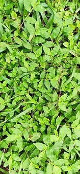 Free Grass At Cox'S Bazar photo and picture