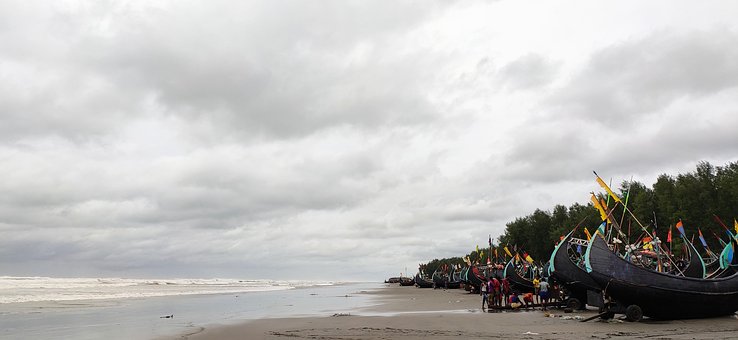 Free Grass At Cox'S Bazar photo and picture