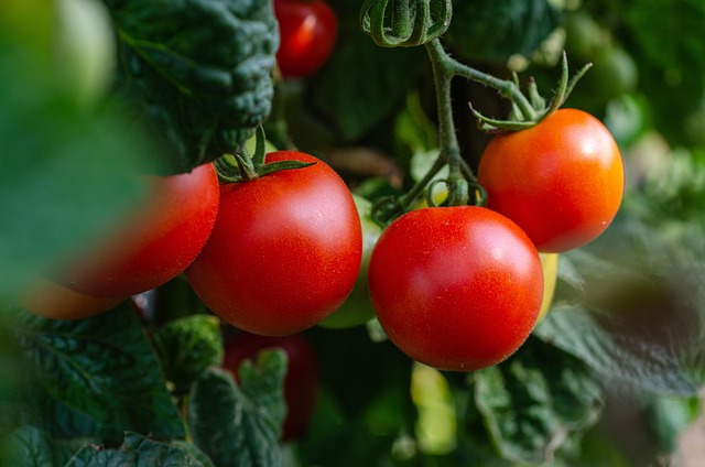 Free Tomatoes Vegetables photo and picture