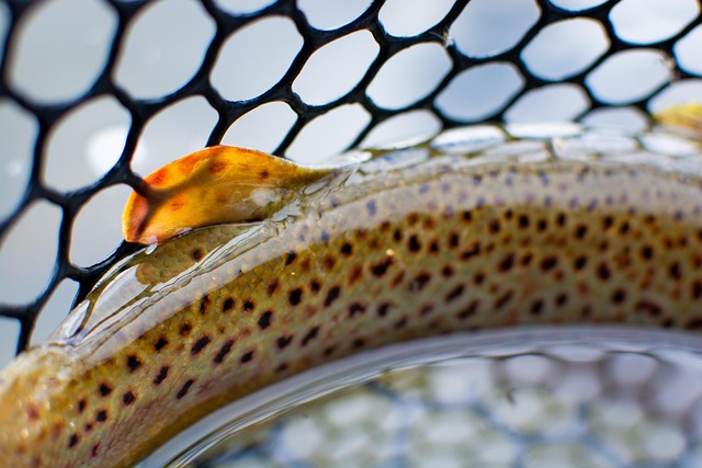 Truta, Pesca Com Mosca, Pescaria, Peixe