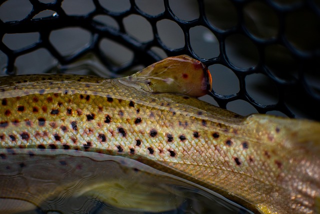 Truta, Pesca Com Mosca, Pescaria, Peixe