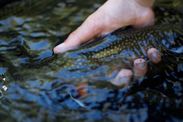 Truta, Pesca Com Mosca, Pescaria, Peixe