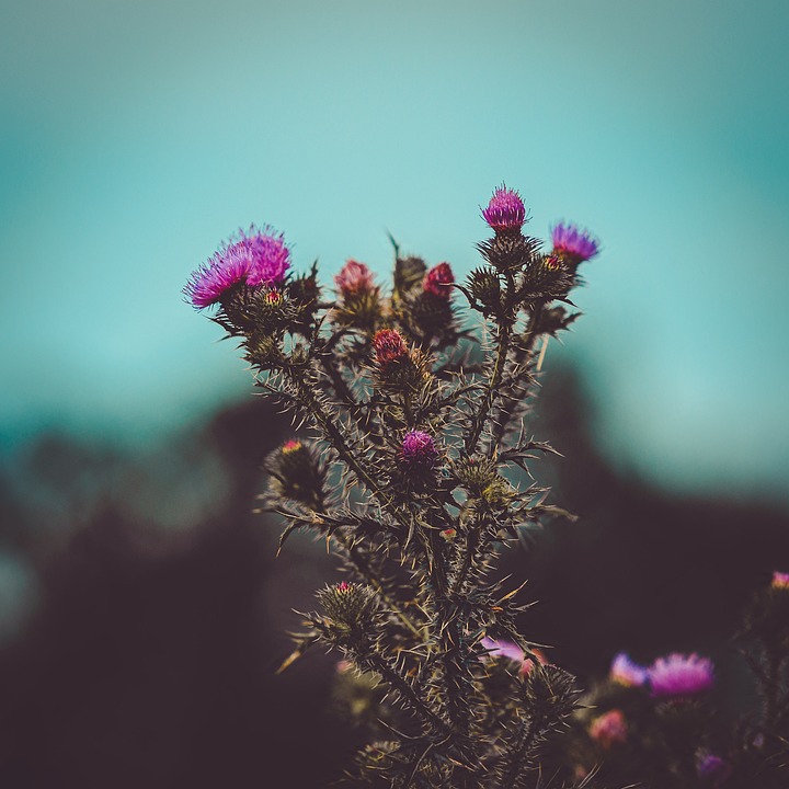 アザミ 植物 花 Pixabayの無料写真 アザミ 植物 花 Pixabayの無料写真