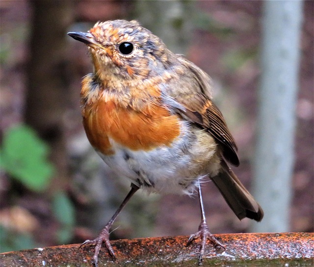 Iarnă, Robin, Pasăre, Natura, Crăciun