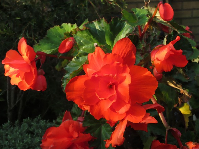 Floare, Portocale, Grădină, Bloom