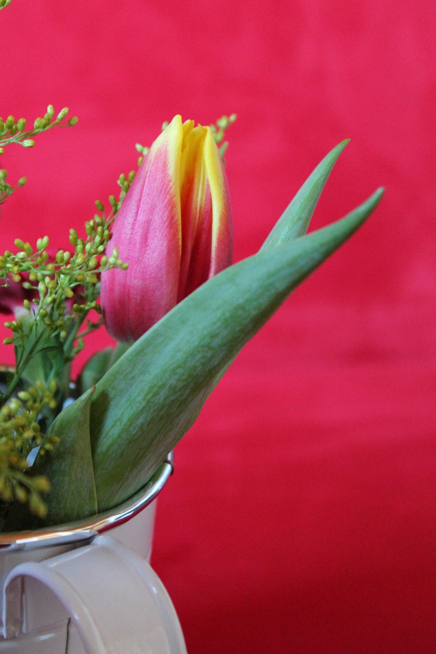 Tulip Flower Vase Free photo on Pixabay Pixabay