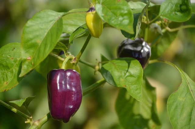 Strom, Zelenina, Listy, Větev, Paprika