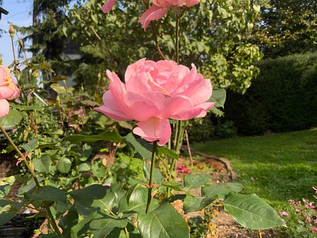 Rosa, Flor, Natureza, Flor De Rosa