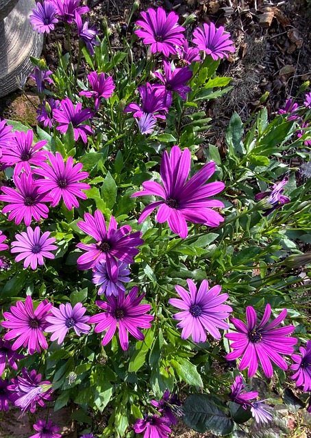 Flor, Roxa, Jardim, Natureza, Plantar