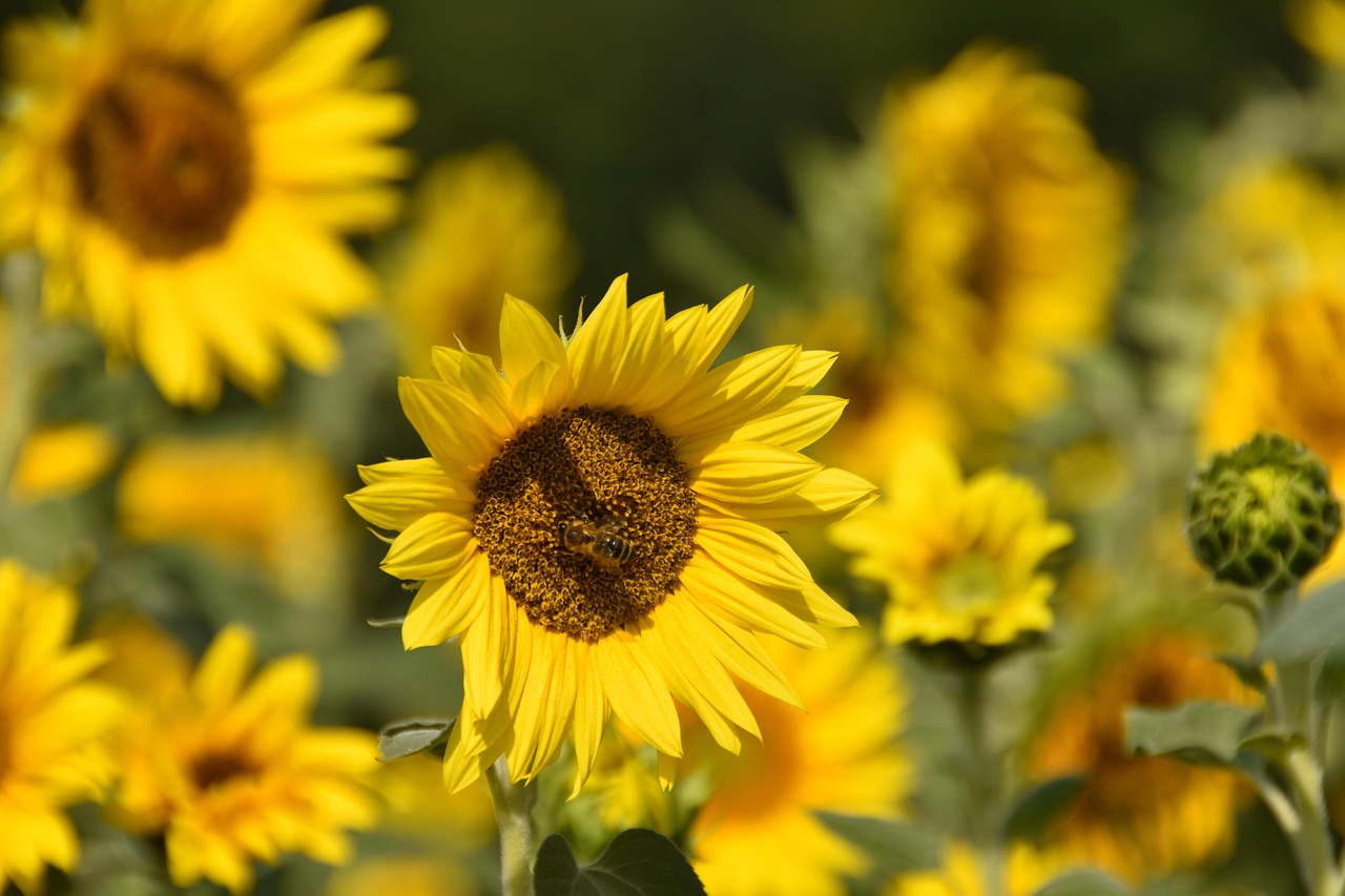 Sunflower Field Bee Pollination - Free photo on Pixabay - Pixabay
