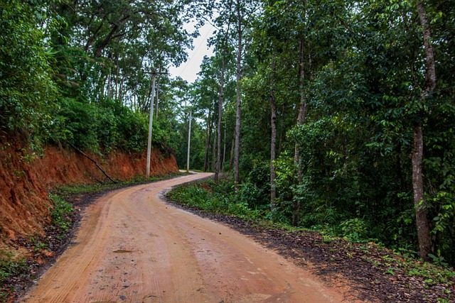 Free Dirt Way Forest photo and picture