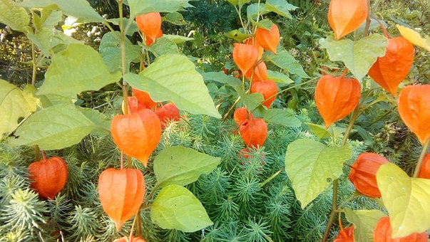 Lille Smilefjes, Høstplante, Natur, Høst