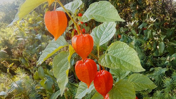 Lille Smilefjes, Høstplante, Natur, Høst