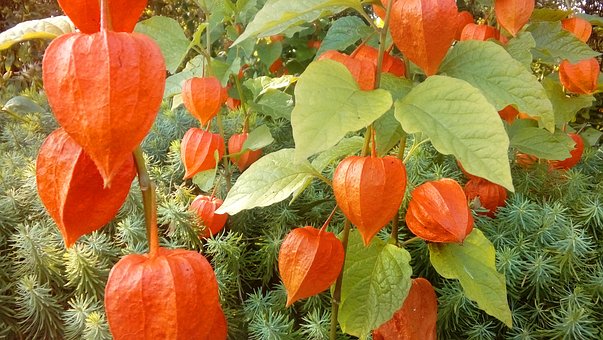 Lille Smilefjes, Høstplante, Natur, Høst