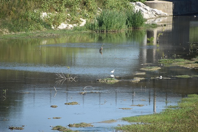 Río Aves Naturaleza - Foto gratis en Pixabay - Pixabay