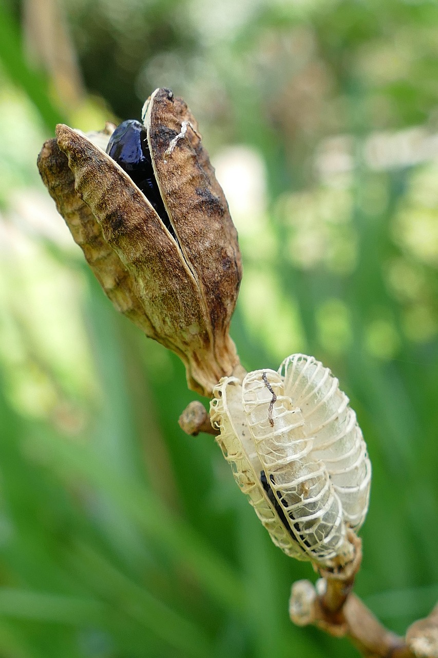 Seed Pod Vegetable Free photo on Pixabay Pixabay