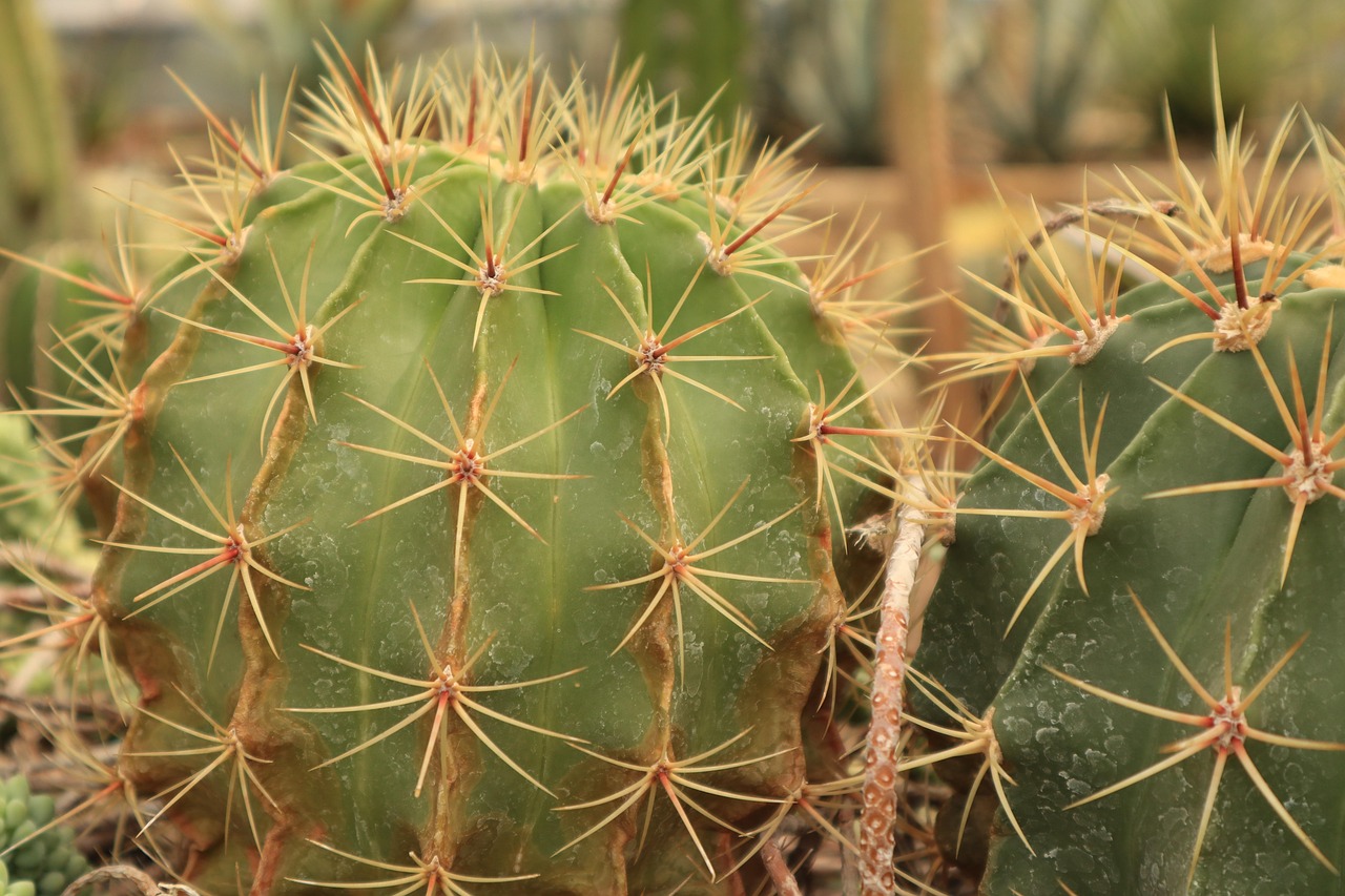 Cacti Spikes Needles Free photo on Pixabay Pixabay